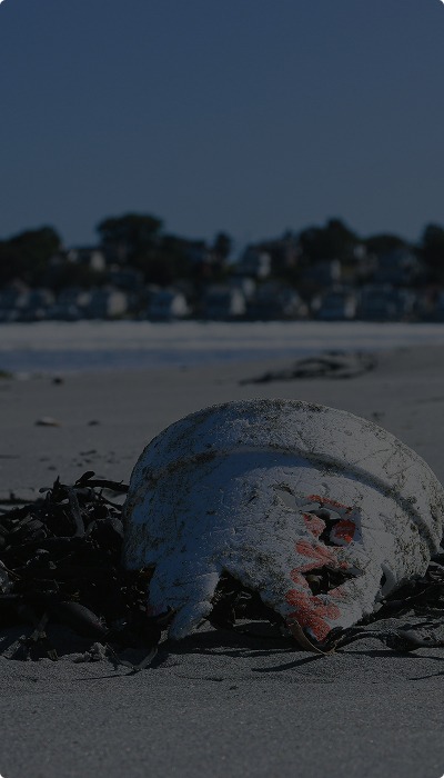 Maritime Pollution Litigation